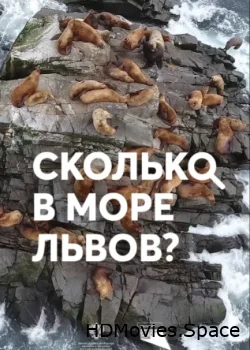 Сколько в море львов? 2018