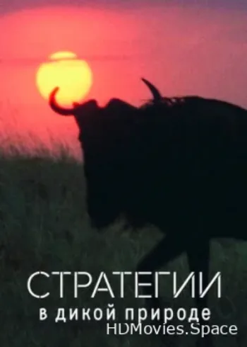 Стратегии в дикой природе 2022