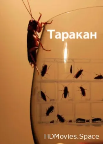 Таракан 2010