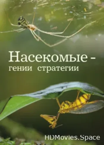 Насекомые — гении стратегии 2021
