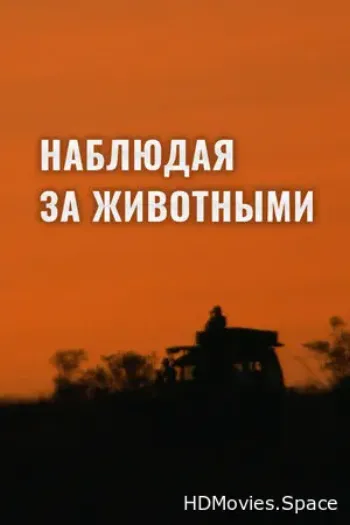 Наблюдая за животными 2013