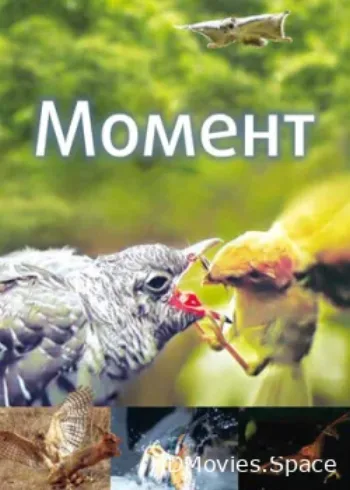 Момент 2016