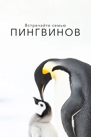 Встречайте семью пингвинов 2020