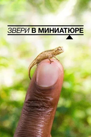 Звери в миниатюре 2017