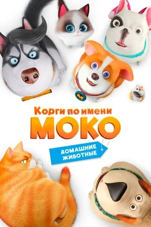 Корги по имени Моко. Домашние животные 2019