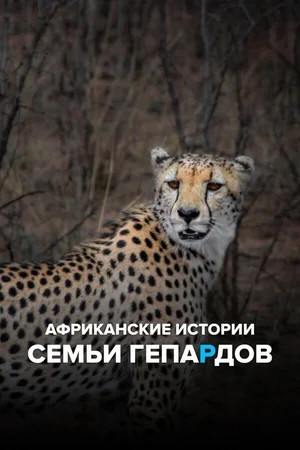 Африканские истории семьи гепардов 2020