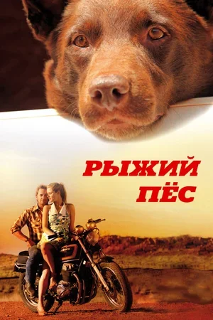 Рыжий пес 2011