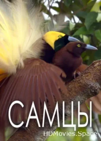 Самцы 2019