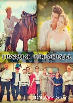 Гроздья винограда 2016