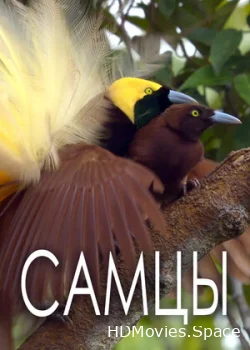 Самцы 2019