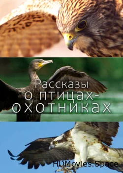Рассказы о птицах-охотниках 2011