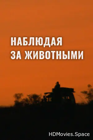 Наблюдая за животными 2013