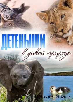 Baby Animals In The Wild 2015