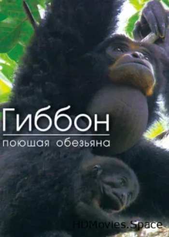 Гиббон — поющая обезьяна 2017