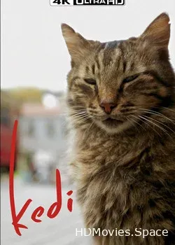 Город кошек (2016)