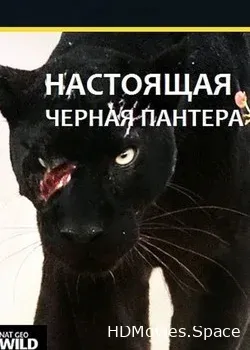 Настоящая чёрная пантера (2020)
