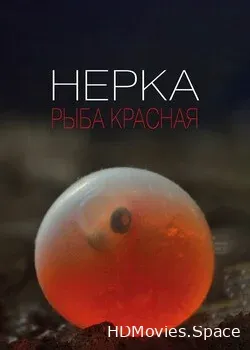 Нерка. Рыба красная (2020)