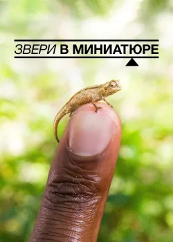 Звери в миниатюре 2017
