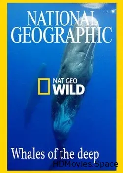 Nat Geo Wild: Глубоководные киты (2017)