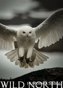 Дикий Север (2015)