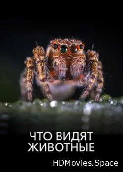 Что видят животные (2018)
