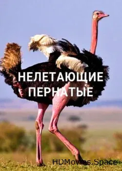 Нелетающие пернатые (2020)