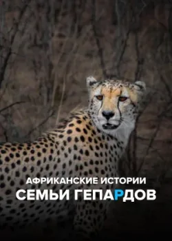 Африканские истории семьи гепардов 2020