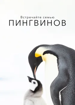 Встречайте семью пингвинов 2020