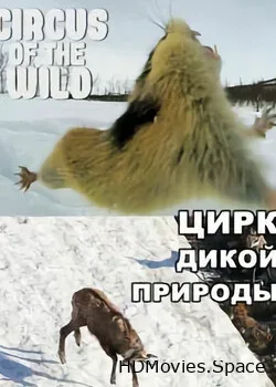 Цирк дикой природы (2018)