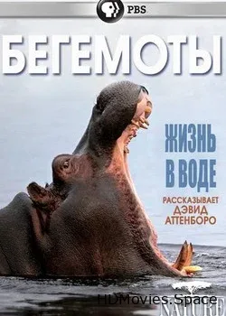 Бегемоты - жизнь в воде (2020)