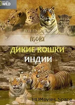 Дикие кошки Индии (2019)