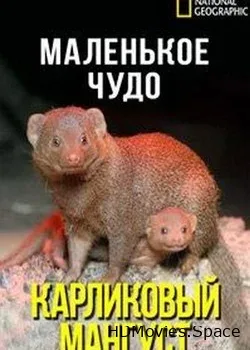 Маленькое чудо: Карликовый мангуст (2003)