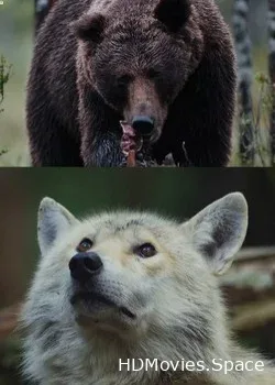 Nat Geo Wild: Волк против медведя (2018)