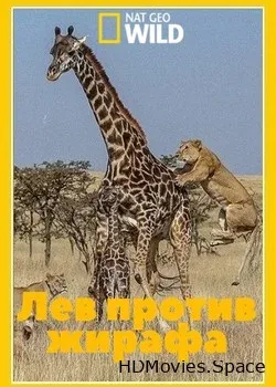 NGW: Лев против жирафа (2017)