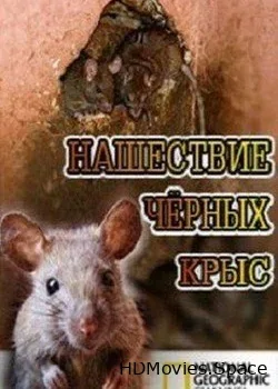 NG: Нашествие чёрных крыс (2009)