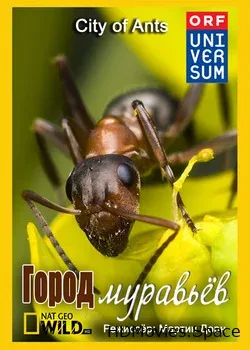 NG. Город муравьёв (2010)