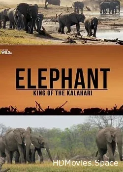 NGW: Слон: Король Калахари (2016)