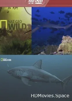Nat Geo Wild: Самые опасные акулы (2011)