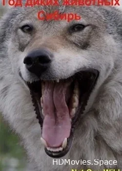 National Geographic. Год диких животных: Сибирь (2017)