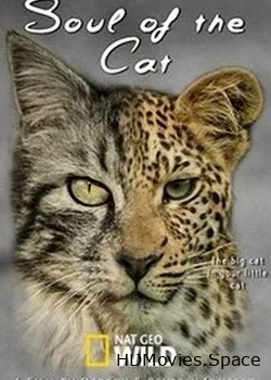 NGW: Кошачья душа (2017)