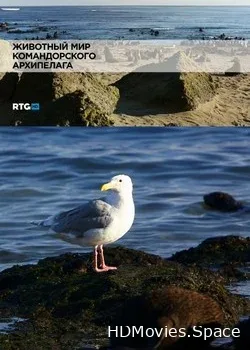 Животный мир Командорского архипелага (2013)
