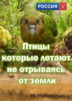 Птицы, которые летают не отрываясь от земли (2016)