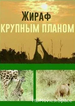 Жираф крупным планом (2015)