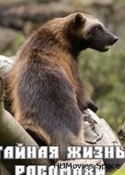 Дикий мир: Тайная жизнь Росомахи (1997)