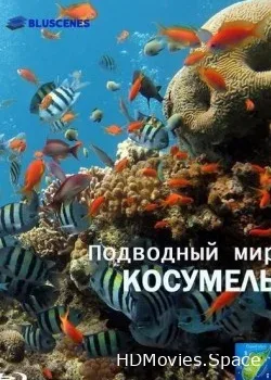 Подводный мир Косумель (2010)